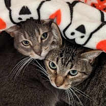 Thumbnail photo of NALA #3