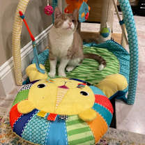 Thumbnail photo of Fortune #1