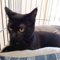 Thumbnail photo of Shadow #4