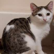 Thumbnail photo of ZEPPI #2