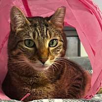 Thumbnail photo of TIGER #1