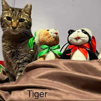 Thumbnail photo of TIGER #2