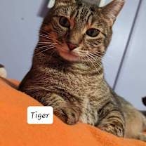 Thumbnail photo of TIGER #3