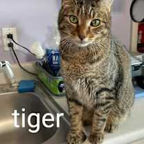 Thumbnail photo of TIGER #4
