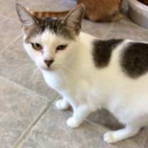 Thumbnail photo of IZZY #1