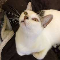 Thumbnail photo of IZZY #2