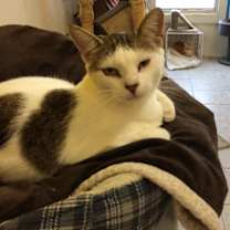 Thumbnail photo of IZZY #3