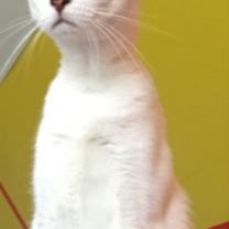 Thumbnail photo of IZZY #4