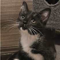 Thumbnail photo of Gomez #1