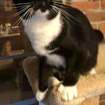 Thumbnail photo of Gomez #2