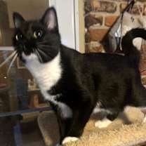 Thumbnail photo of Gomez #3