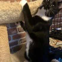 Thumbnail photo of Gomez #4