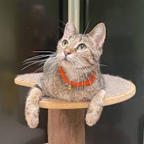 Thumbnail photo of Penny #3