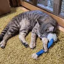 Thumbnail photo of Lily #4