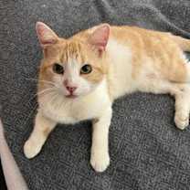 Thumbnail photo of George #2