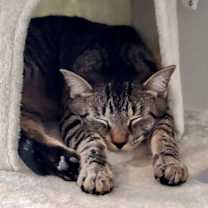 Thumbnail photo of Jax #3