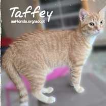 Thumbnail photo of Taffey #3