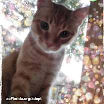 Thumbnail photo of Taffey #4