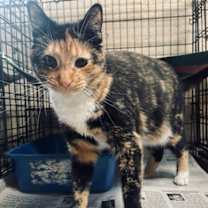 Thumbnail photo of Purdy #2