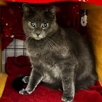 Thumbnail photo of KATE #4