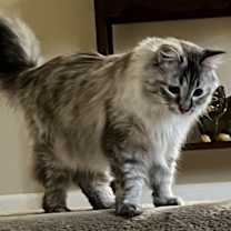 Thumbnail photo of Cora #2