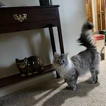 Thumbnail photo of Cora #3