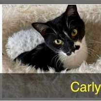 Thumbnail photo of CARLY #2
