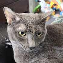 Thumbnail photo of Uma #1