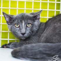 Thumbnail photo of Uma #4