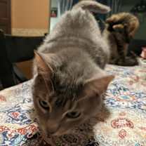 Thumbnail photo of Mittens #1