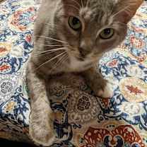 Thumbnail photo of Mittens #2