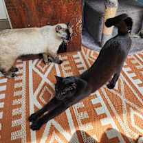 Thumbnail photo of Timothy #4