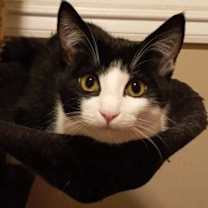 Thumbnail photo of Toothless (& Family) #2