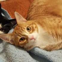 Thumbnail photo of Toothless (& Family) #3
