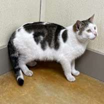 Thumbnail photo of Kipper #1