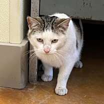 Thumbnail photo of Kipper #2