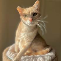 Thumbnail photo of Loo Loo #1