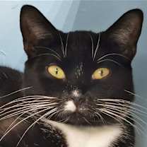 Thumbnail photo of Mr. Hans - Cat Room #1