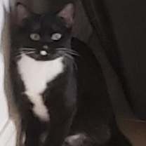 Thumbnail photo of Mr. Hans - Cat Room #2