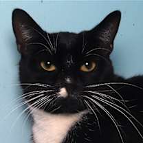 Thumbnail photo of Mr. Hans - Cat Room #3