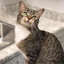 Thumbnail photo of CATARINA #2