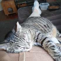 Thumbnail photo of Sweetie Pie #1