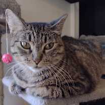 Thumbnail photo of Sweetie Pie #3