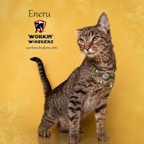 Thumbnail photo of ENERU #2