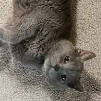 Thumbnail photo of Smokey #2