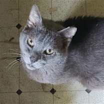 Thumbnail photo of Smokey #4