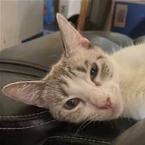Thumbnail photo of Sasha #1