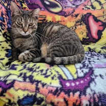 Thumbnail photo of Carly #2