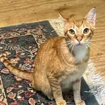 Thumbnail photo of Comet #3