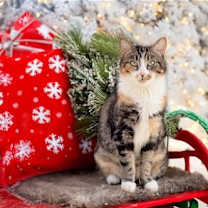 Thumbnail photo of Rue #3
